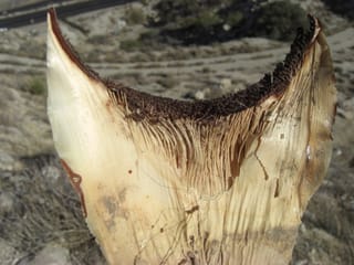 Dried Agave