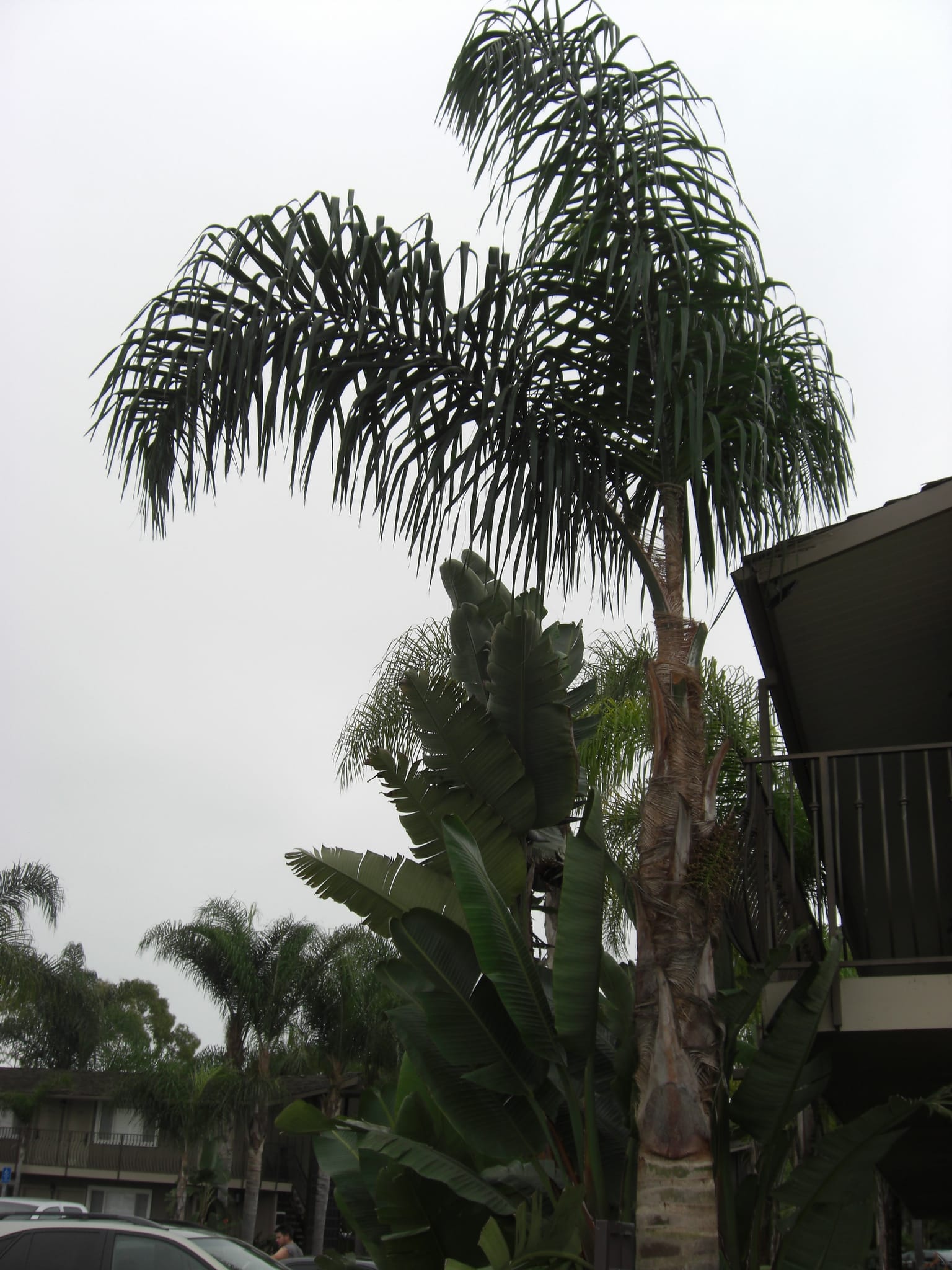 Dana at Mission Bay, San Diego 2