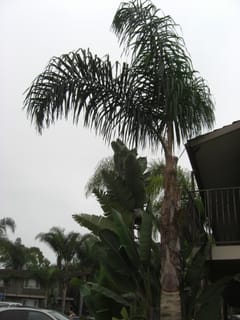 Dana at Mission Bay, San Diego 2