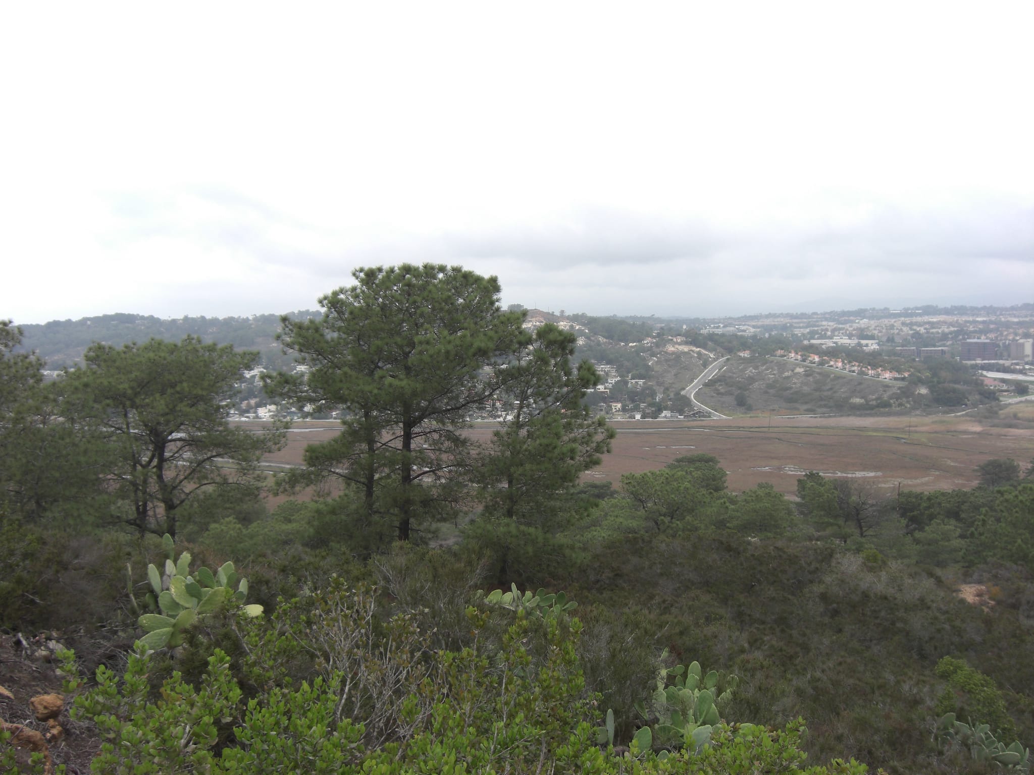 Torrey Pines State Park 2