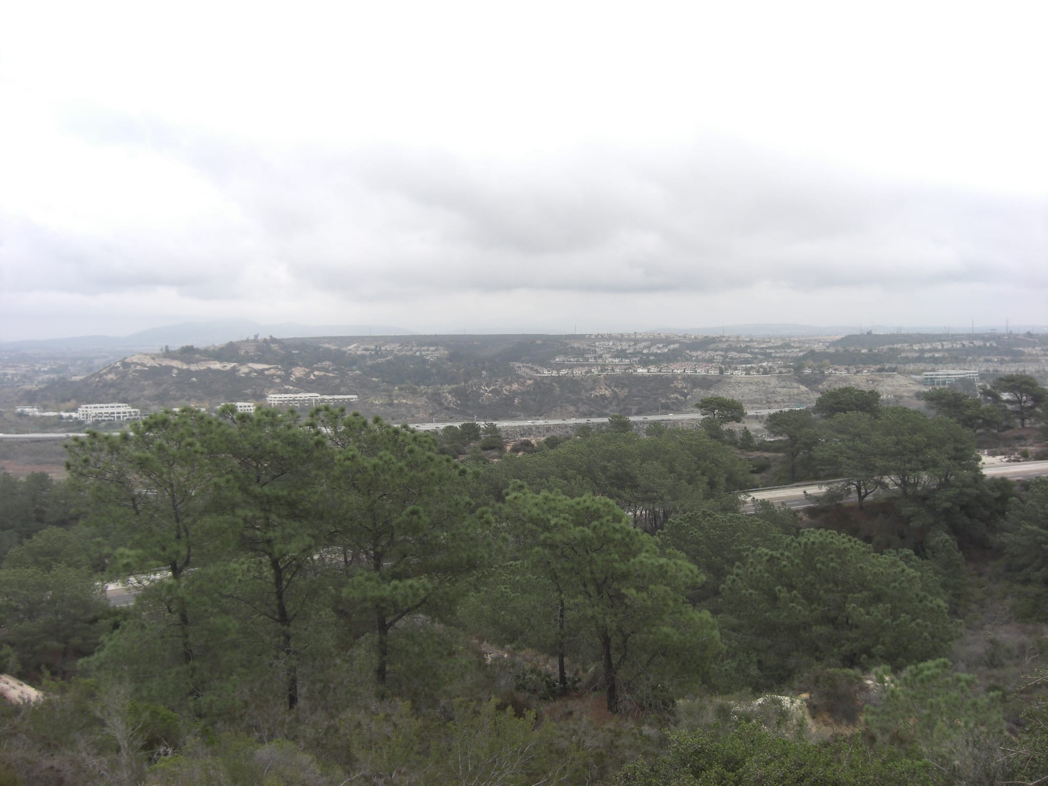 Torrey Pines State Park 4