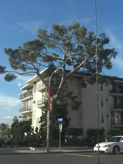 La Jolla