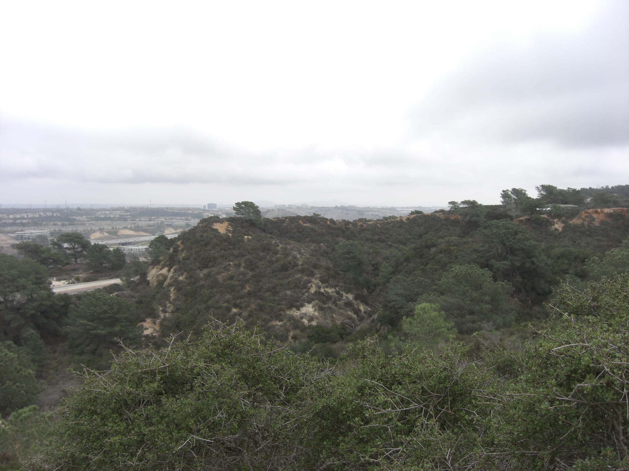 Torrey Pines State Park 6