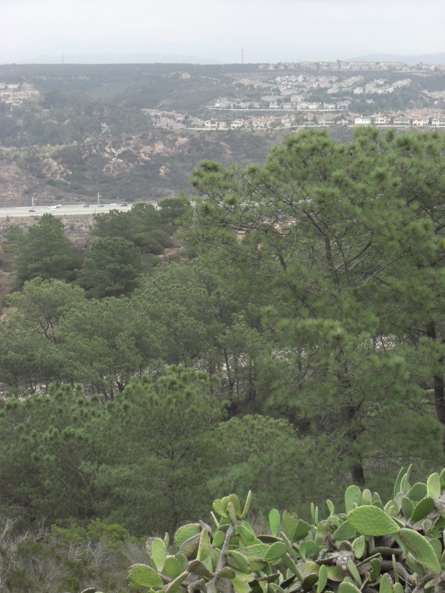 Torrey Pines State Park 9
