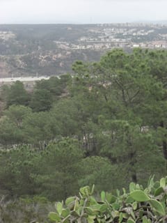 Torrey Pines State Park 9
