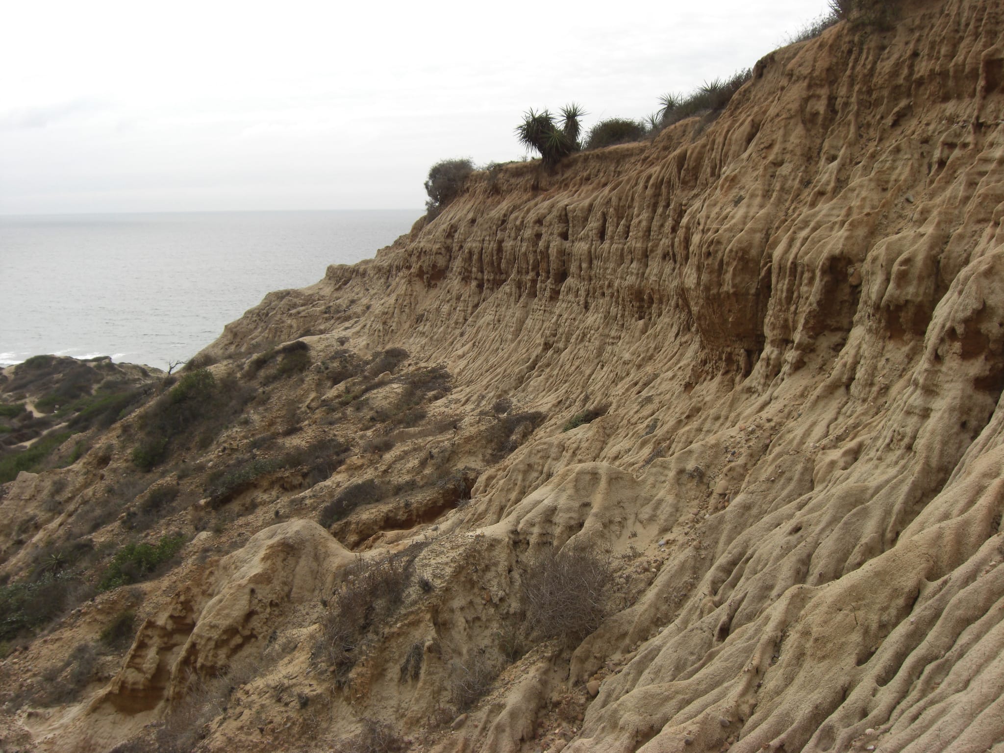 Torrey Pines State Park 11