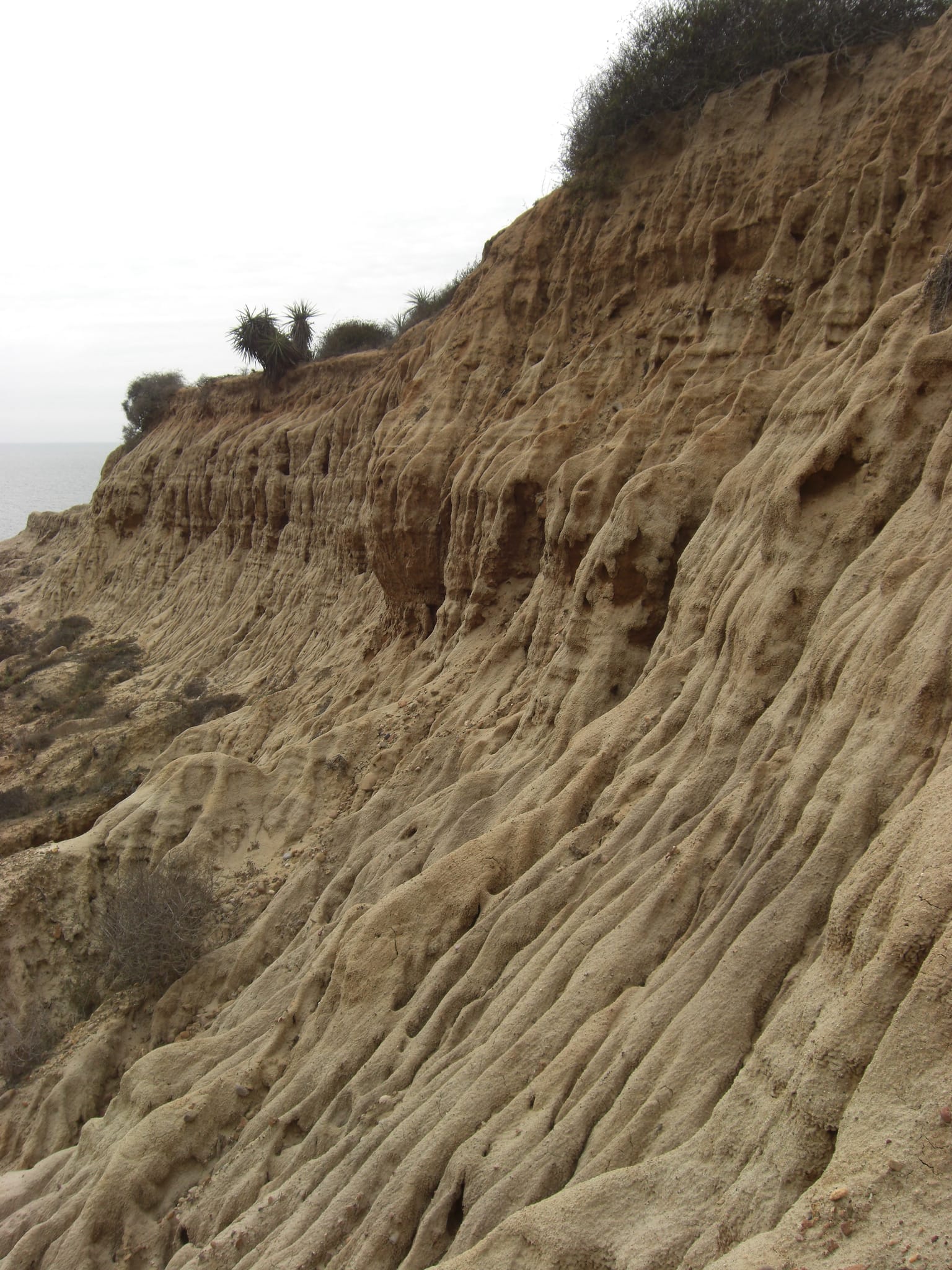 Torrey Pines State Park 16