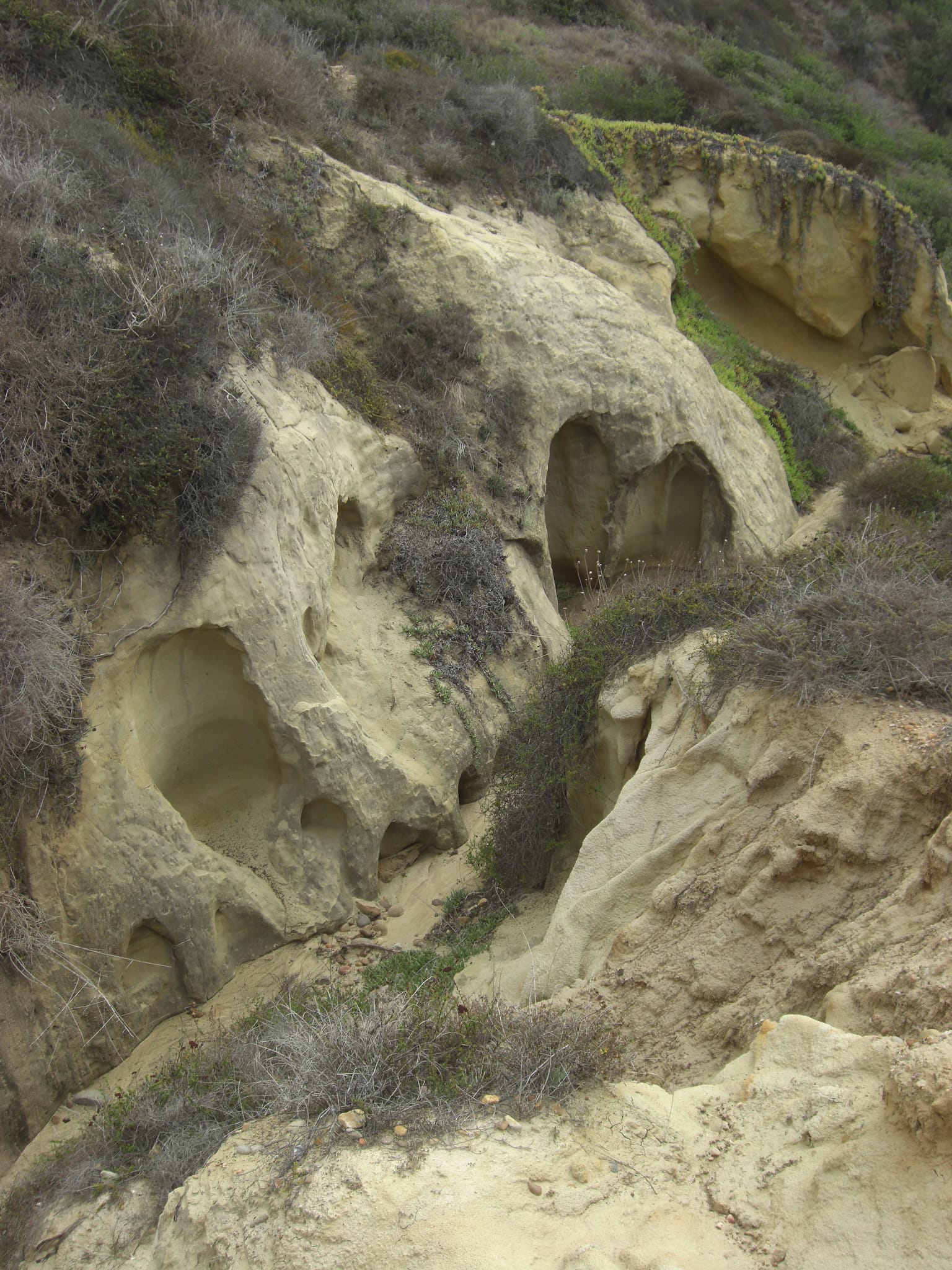 Torrey Pines State Park 15