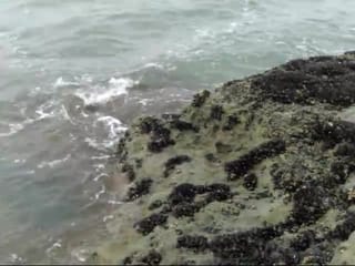 Torrey Pines State Park - Video of the ocean