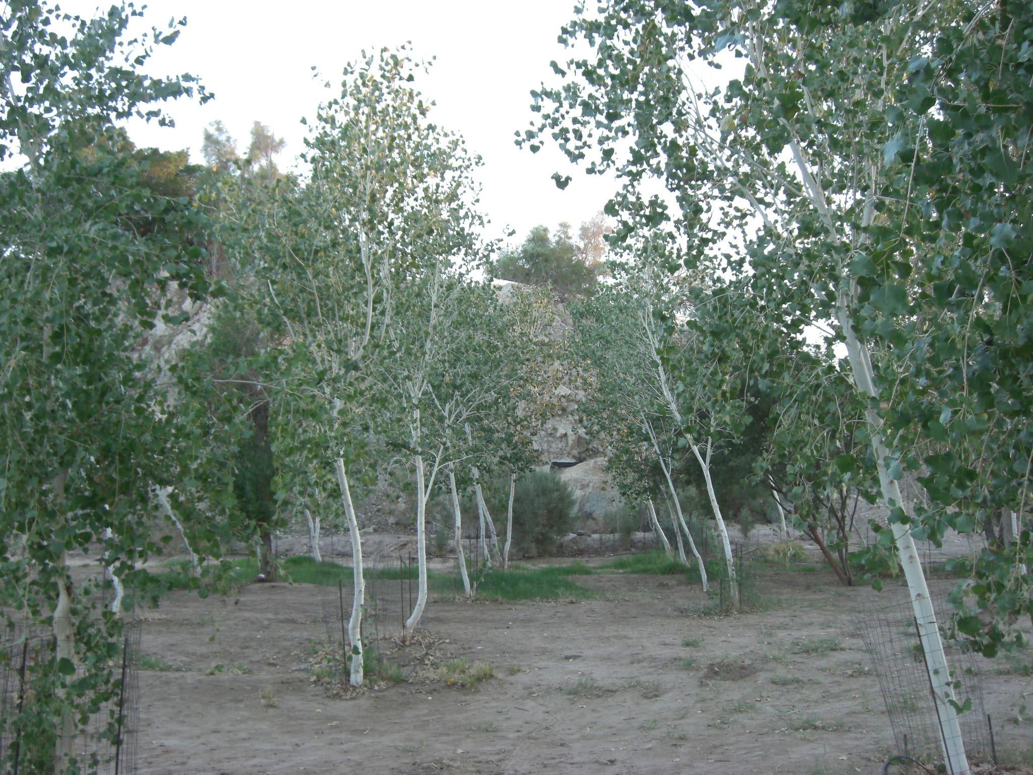 CIMG2194