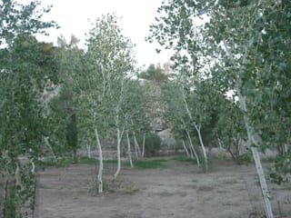 CIMG2194