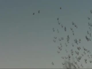 Birds flying over Colorado River in Arizona