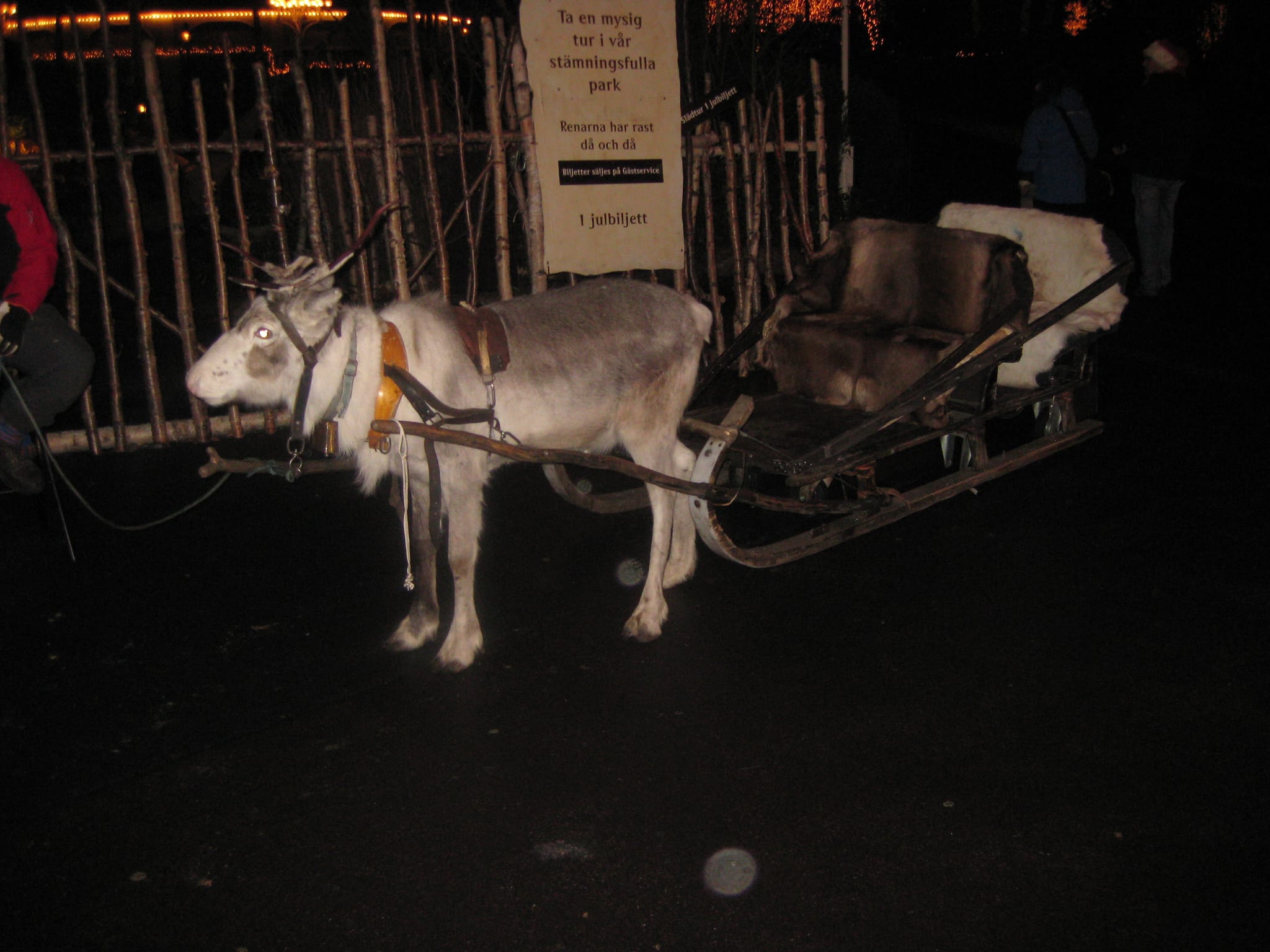 Reindeer pulling a sleigh.
