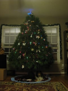 Christmas Tree with Roxy