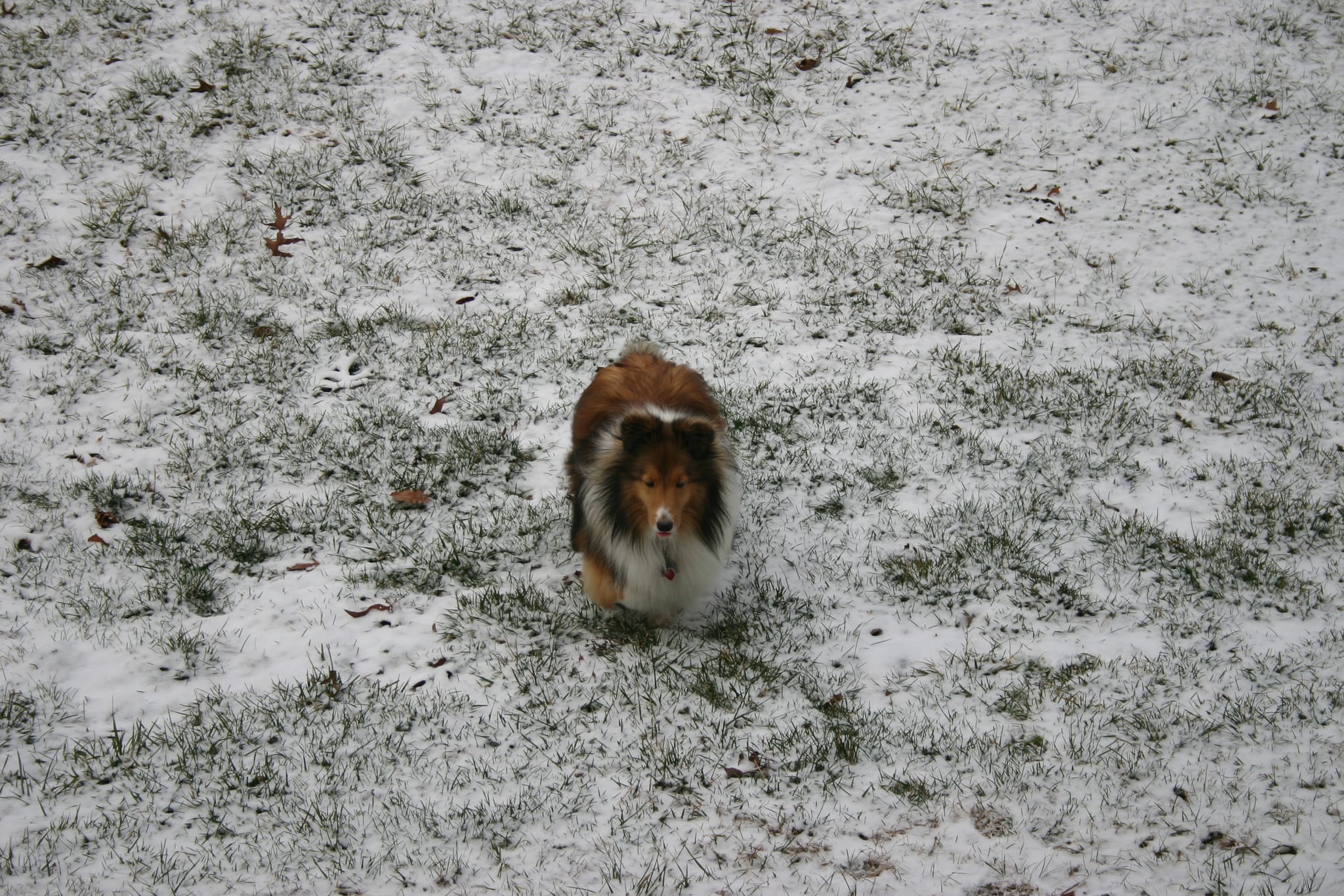 Roxy in Snow 6