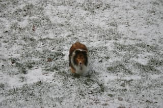 Roxy in Snow 6