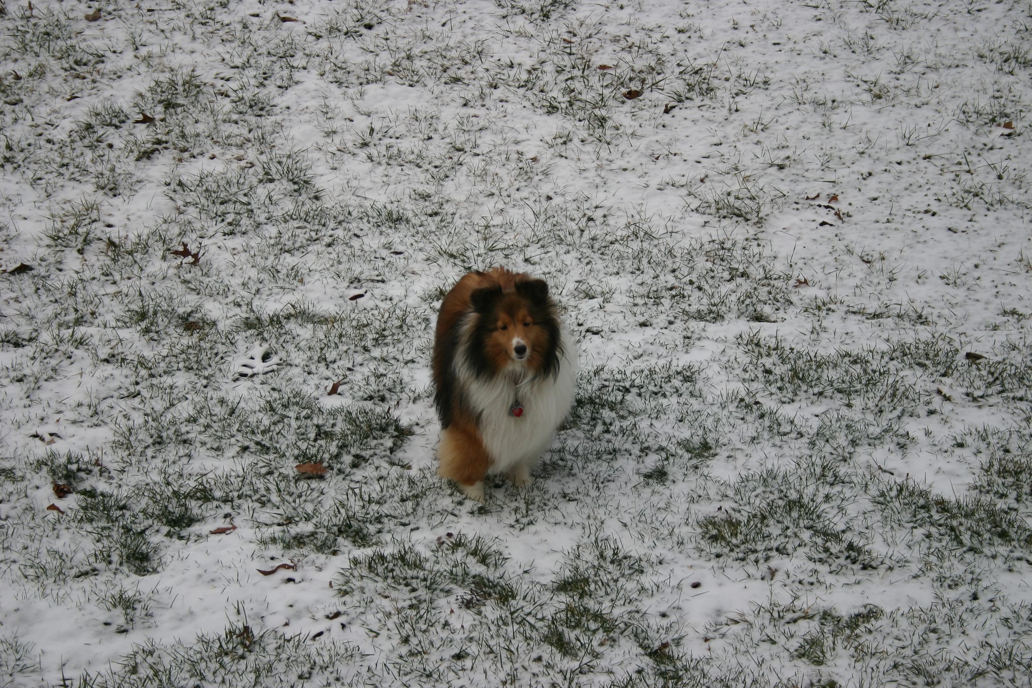Roxy in Snow 4