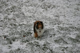 Roxy in Snow 4