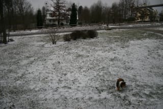 Roxy in Snow 3
