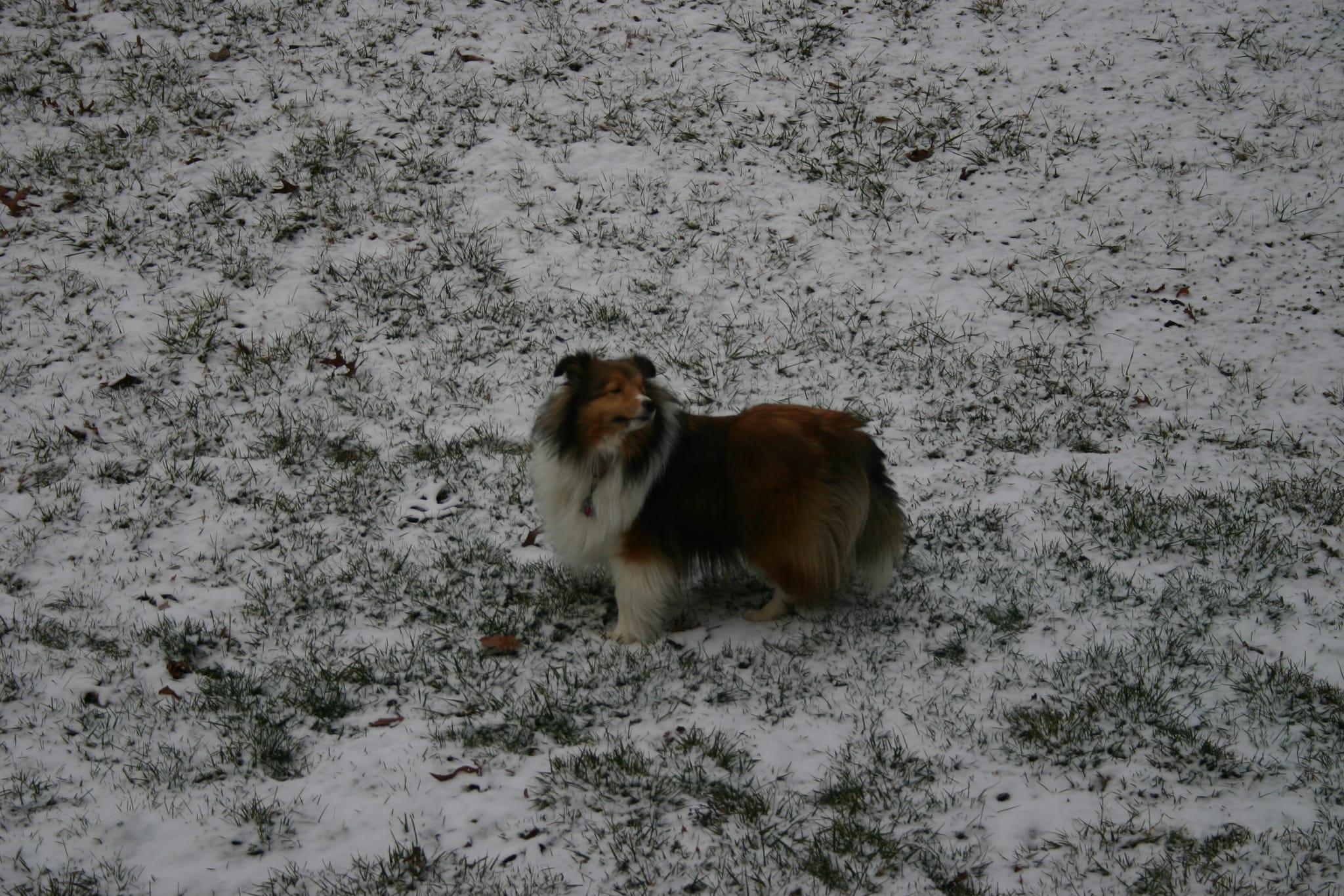 Roxy in Snow 2
