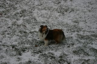 Roxy in Snow 2