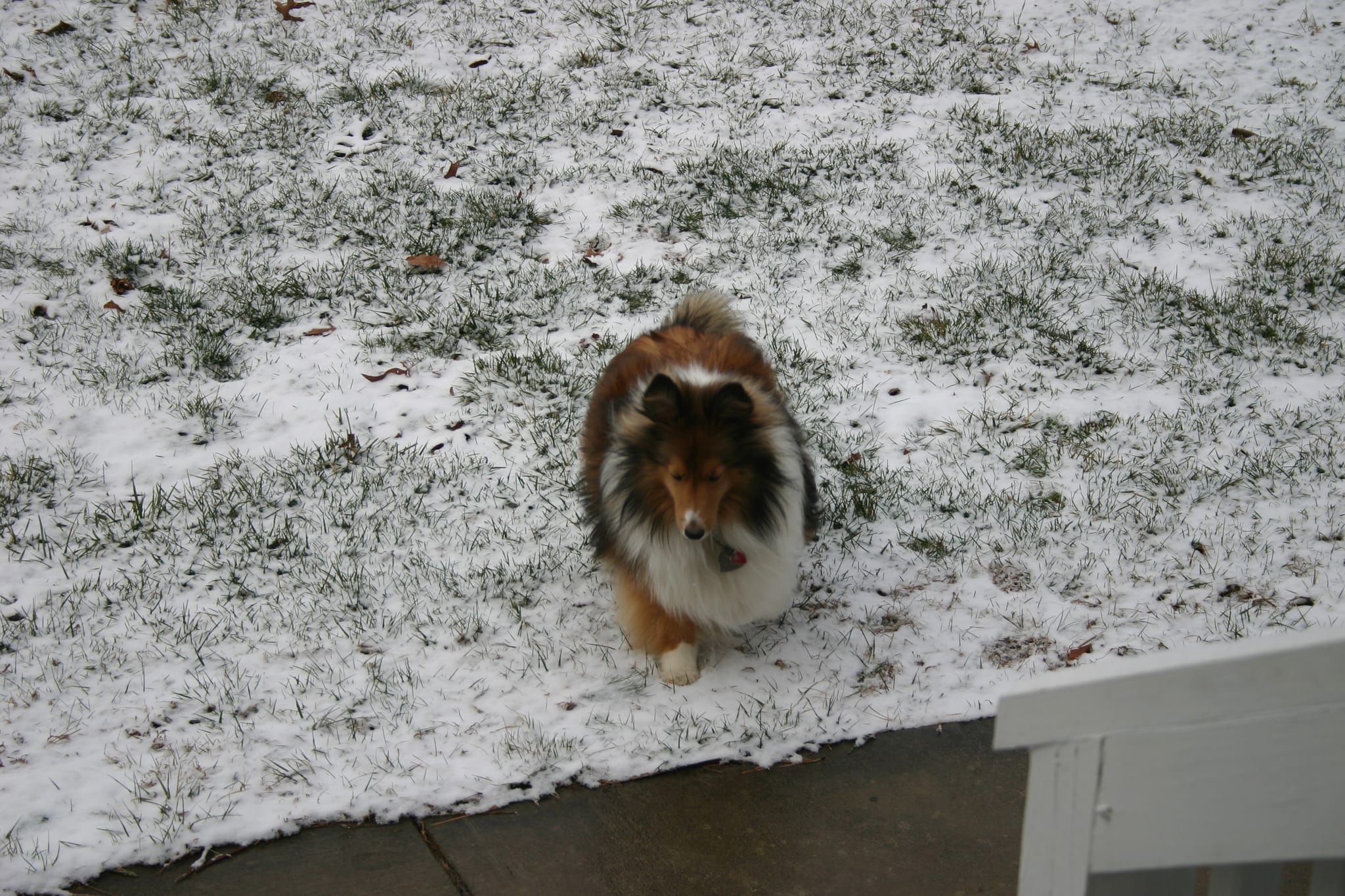 Roxy in Snow 5