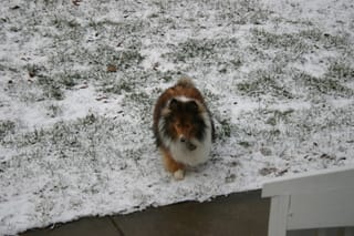 Roxy in Snow 5
