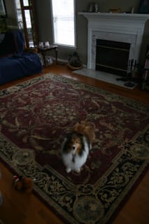 Roxy in Living Room