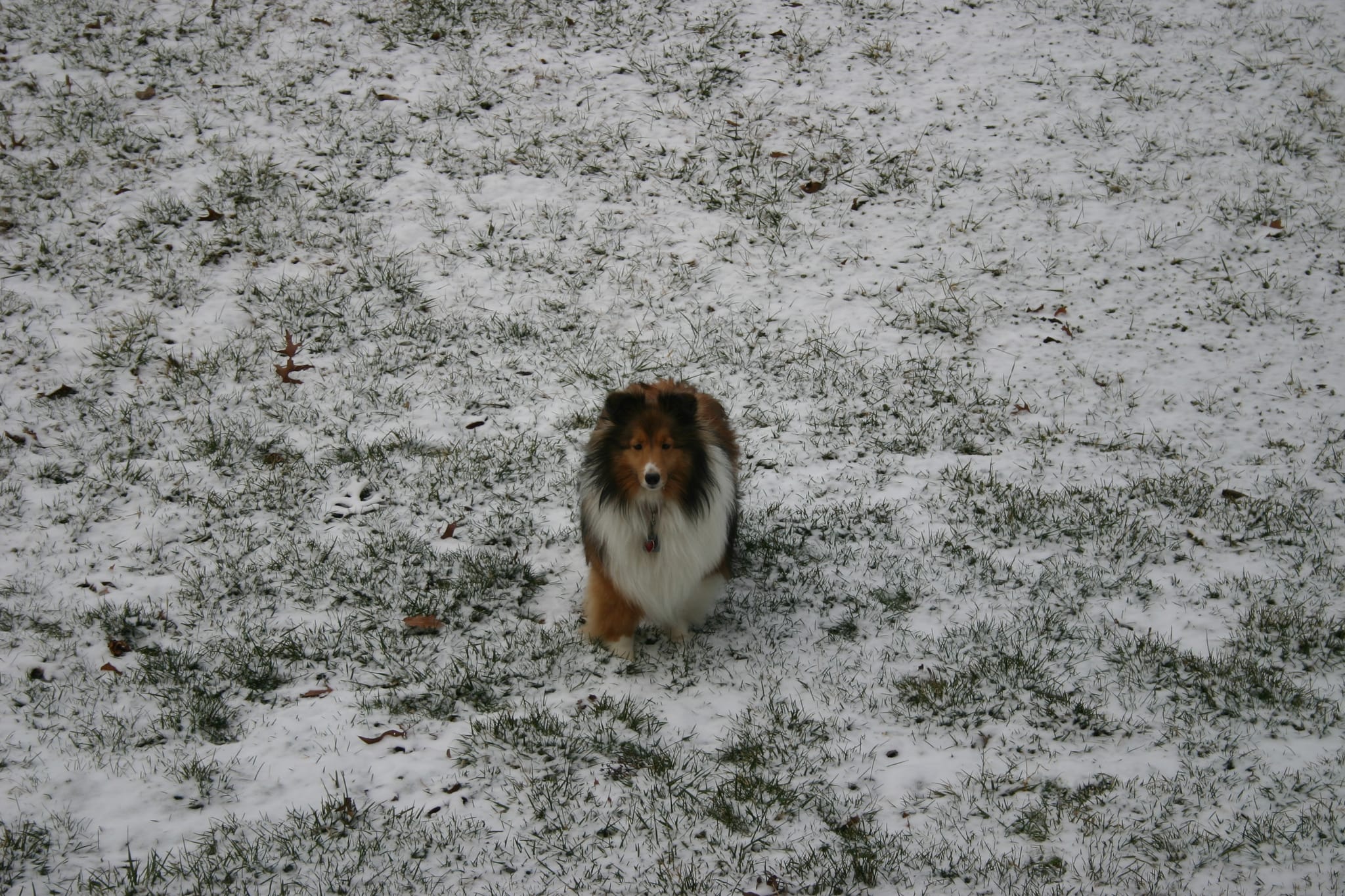 Roxy in Snow