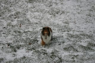 Roxy in Snow