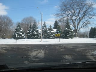 Snowy trees
