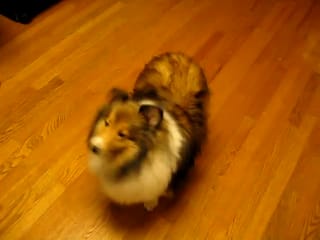 Roxy Spinning and rolling 2