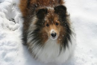 Hi there, it snowed today.