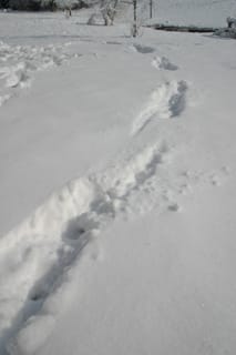 Tracks in the snow