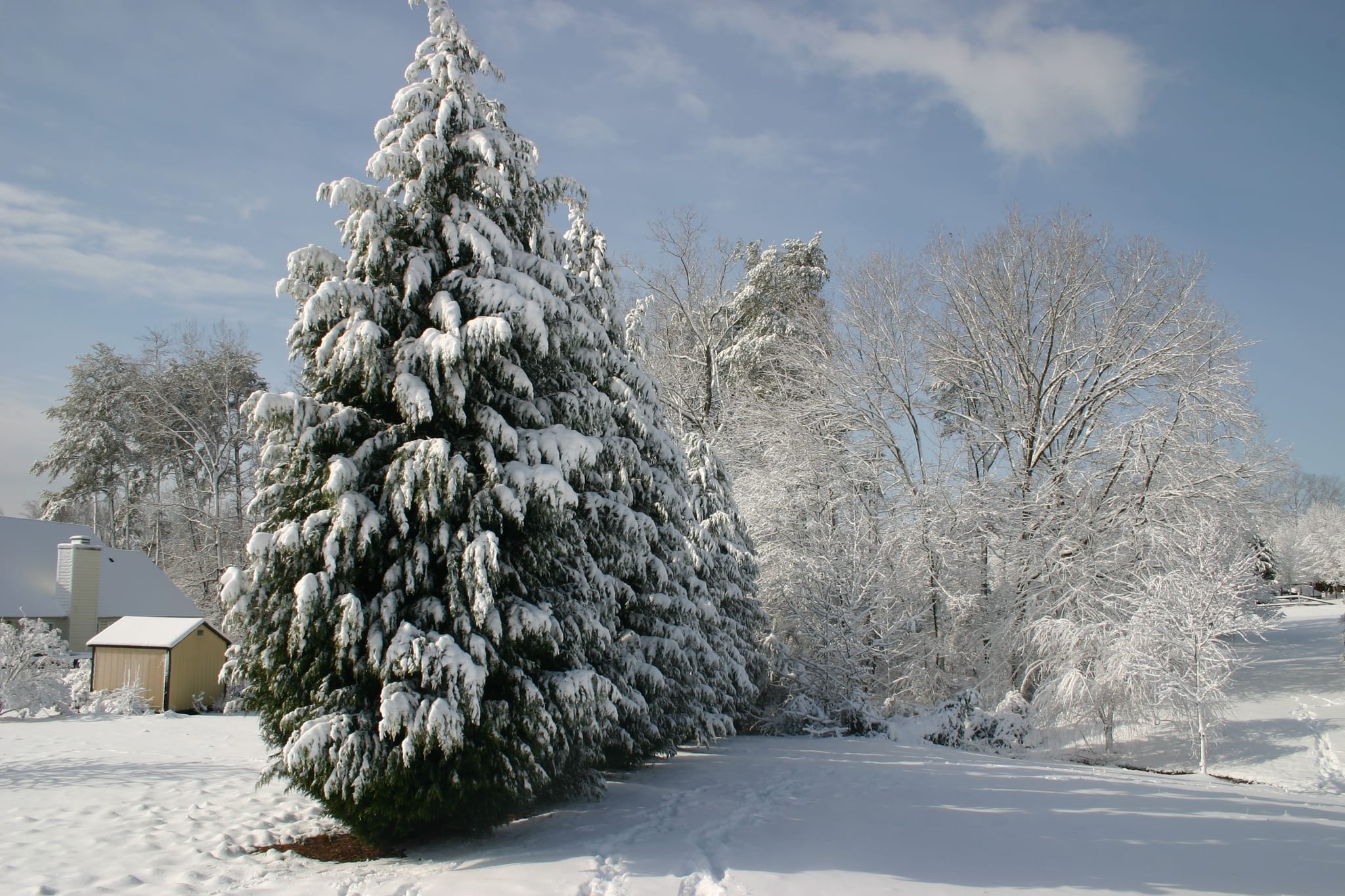 Snowy backyard