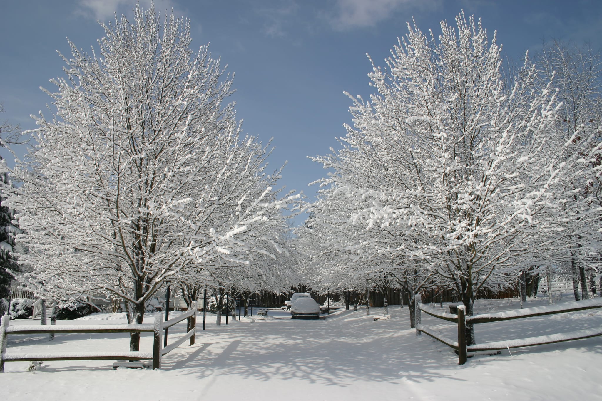 Snow covered trees by the driveway