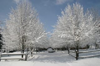 Snow covered trees by the driveway