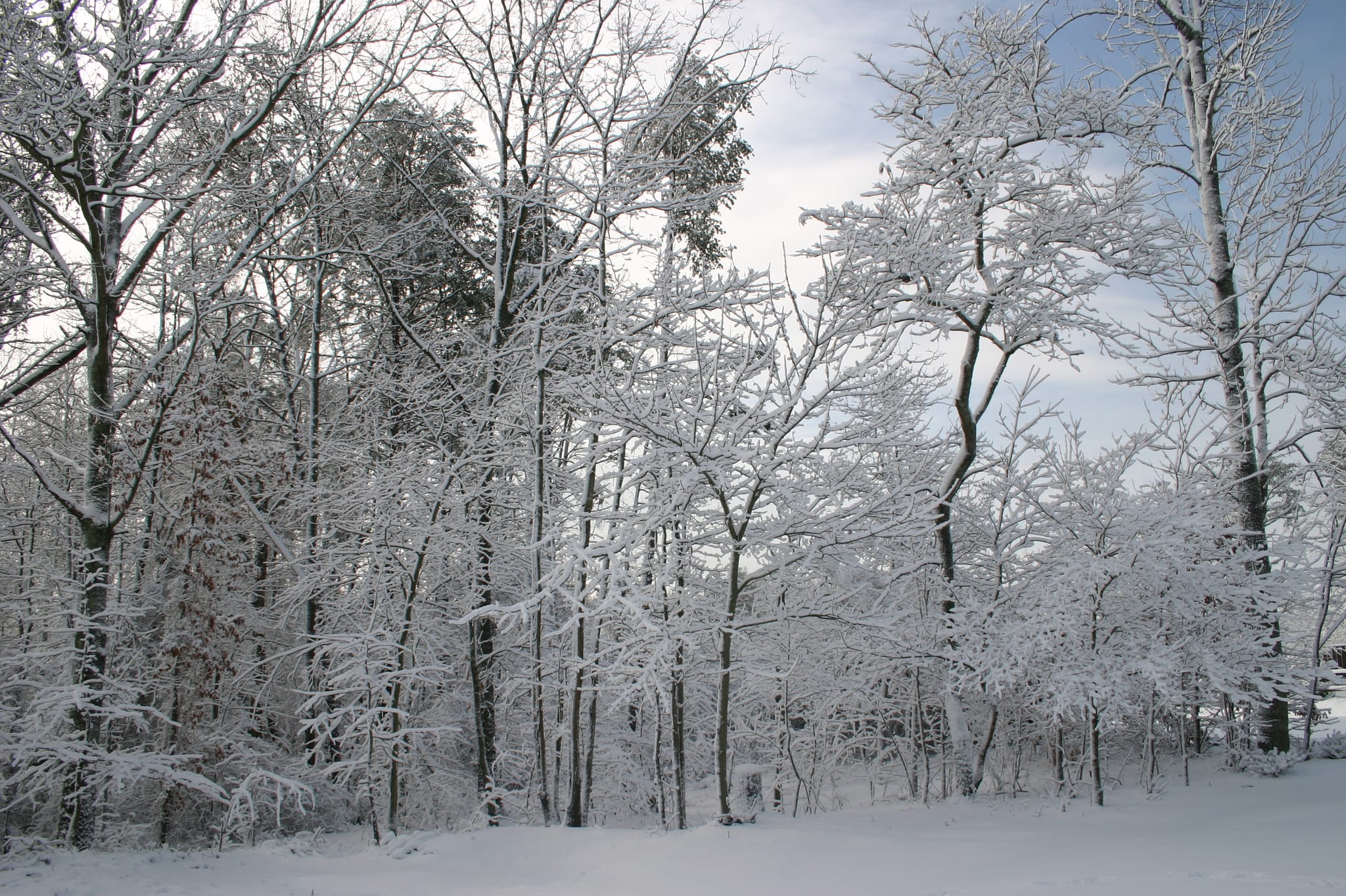 Snow at my house on Kyla Dr.