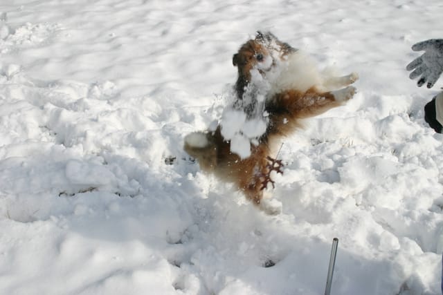 March Snow 2009