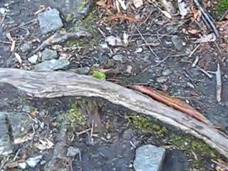 Crawling Critter with many legs