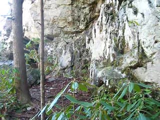 Magnolias and Rock