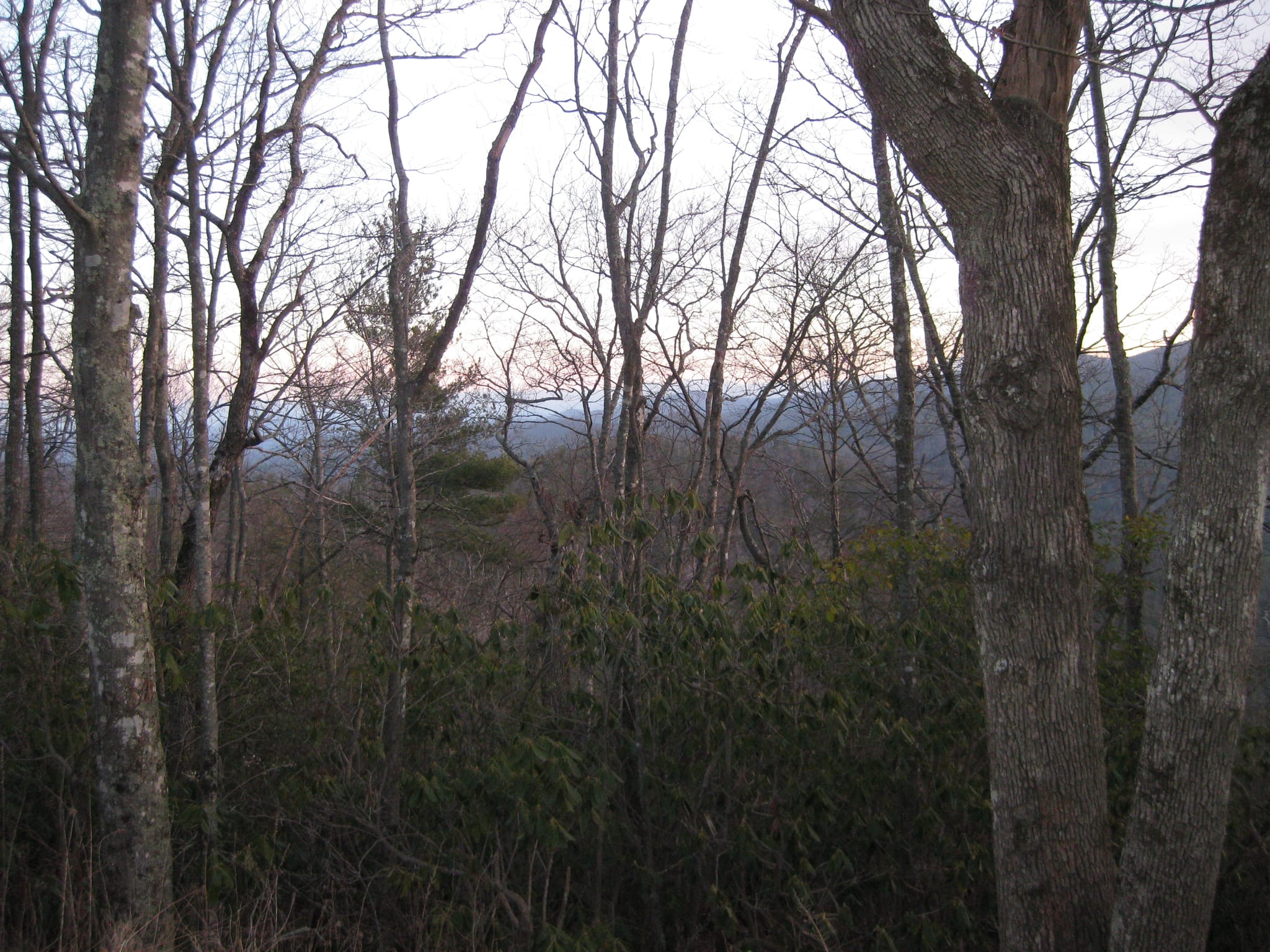Trees at Linville