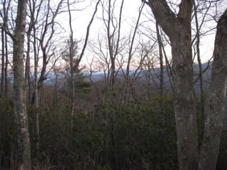 Trees at Linville