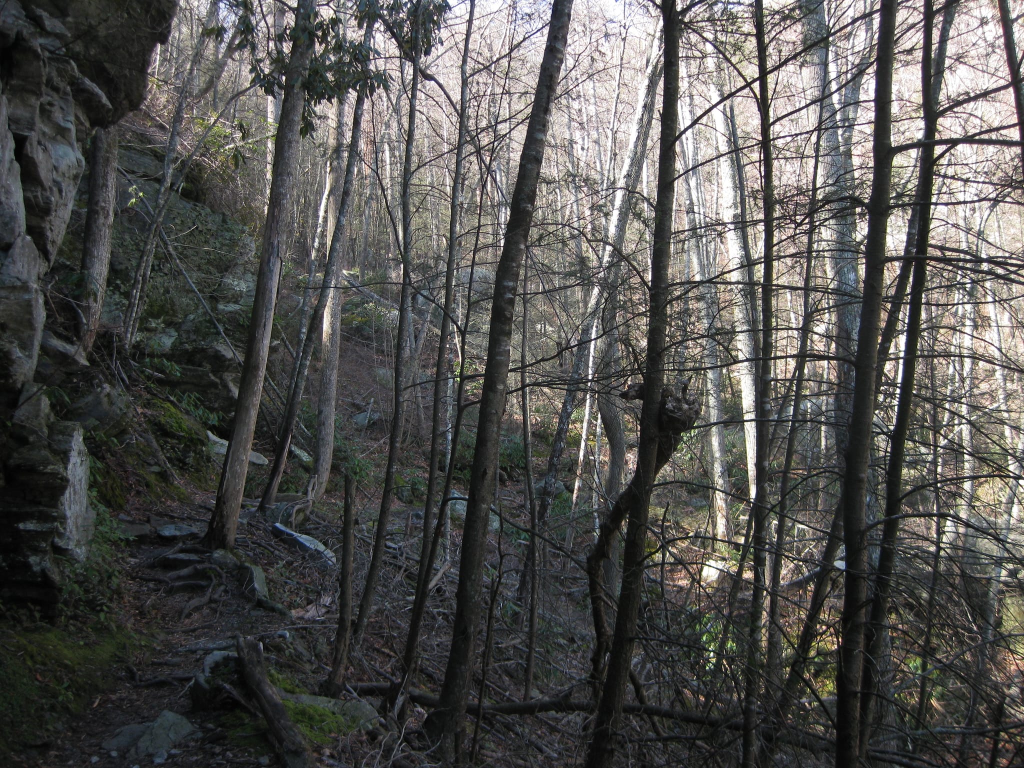 Trees in Linville Gorge