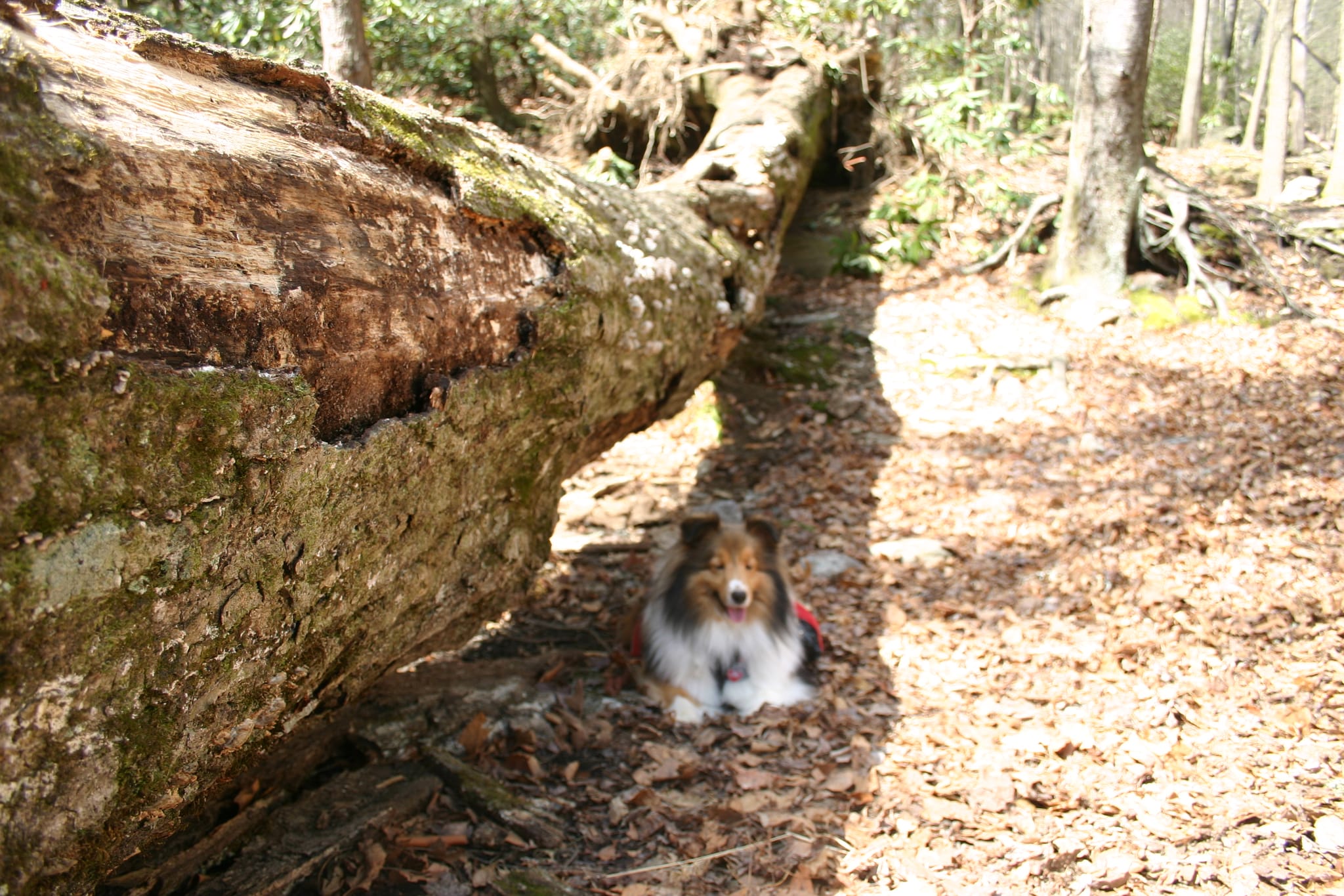 RoxyBallance goes backpacking
