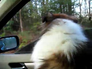 My copilot scoping out the road ahead 2