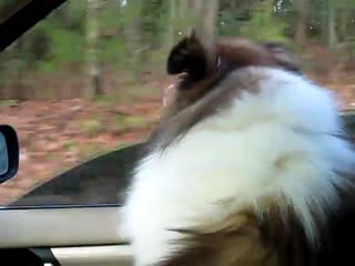 My copilot scoping out the road ahead.