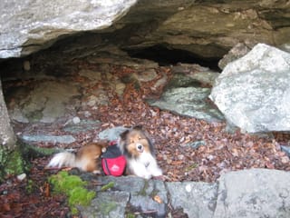 Roxy is a camping machine!