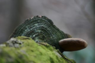 IMG_0006