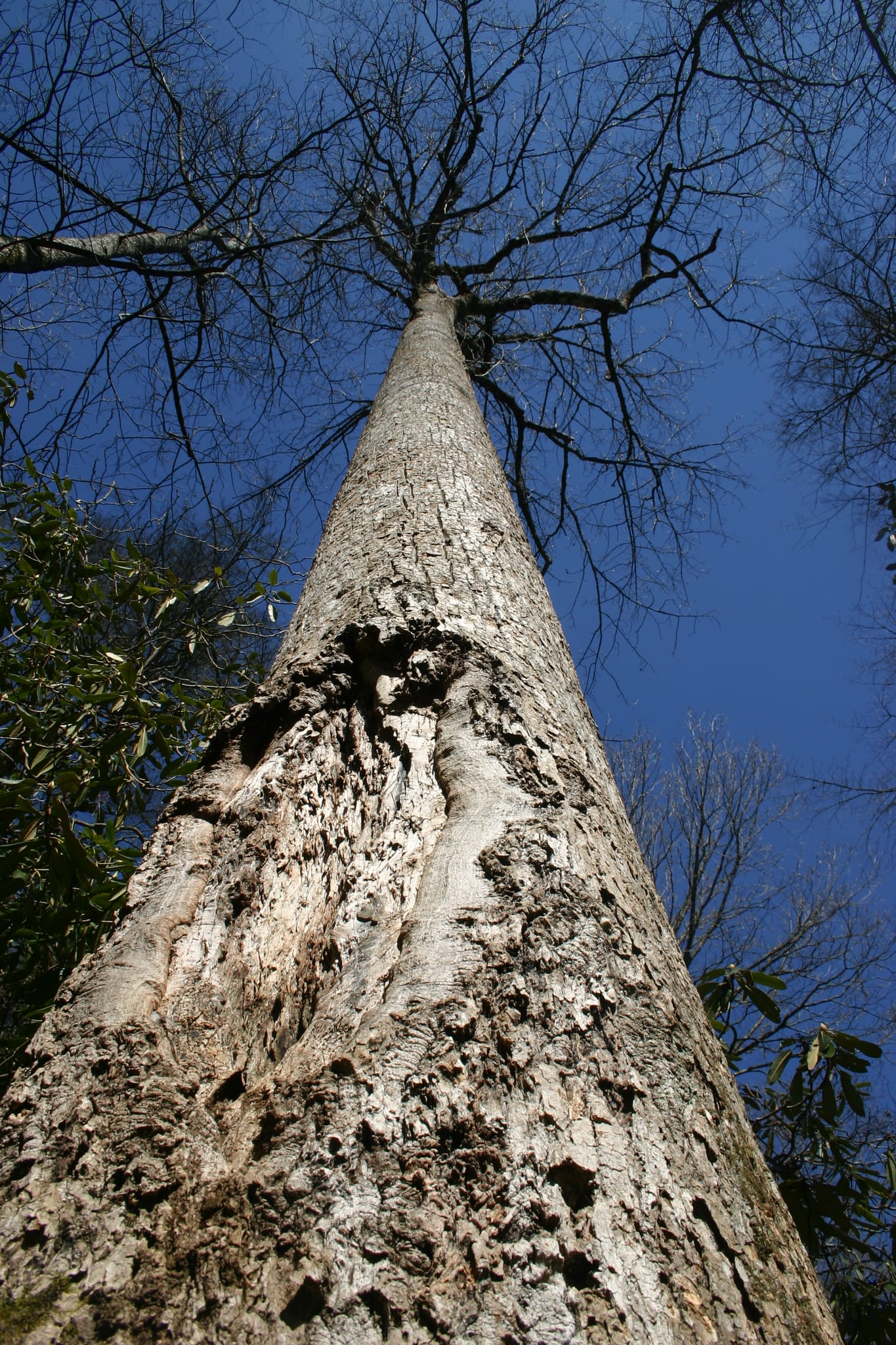 Upward - Linville Gorge